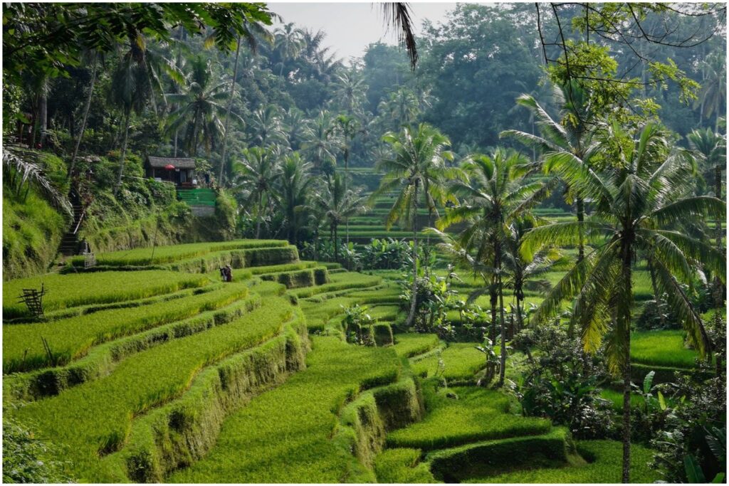 Humidity in Ubud