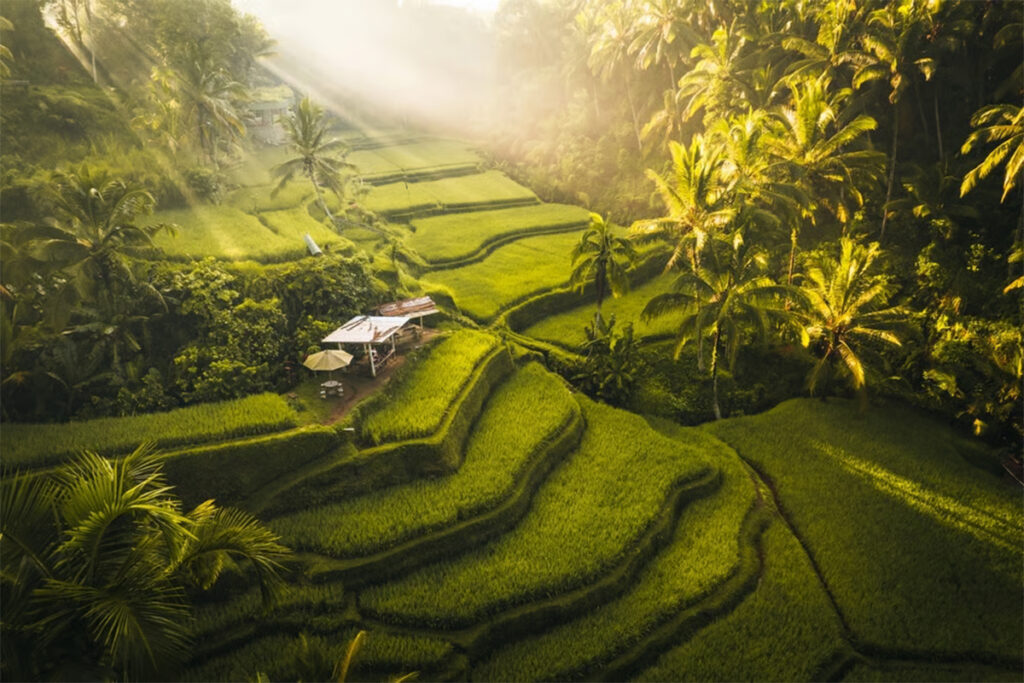 Ubud's Two Distinct Seasons: Dry vs Wet