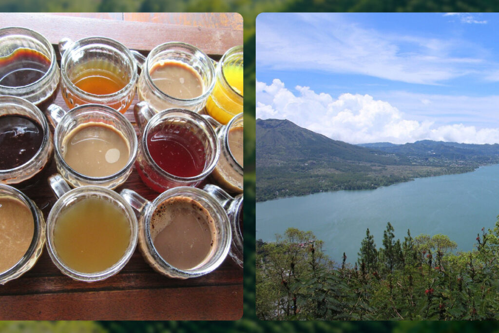 Cantik Coffee Plantation