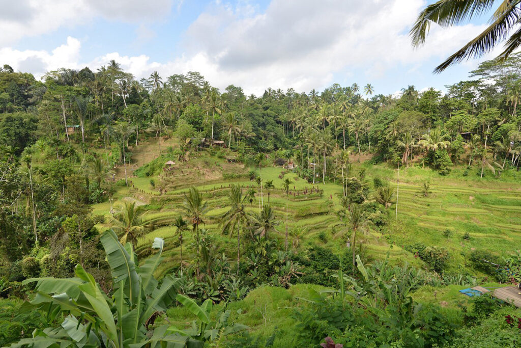 Kajeng Rice Field