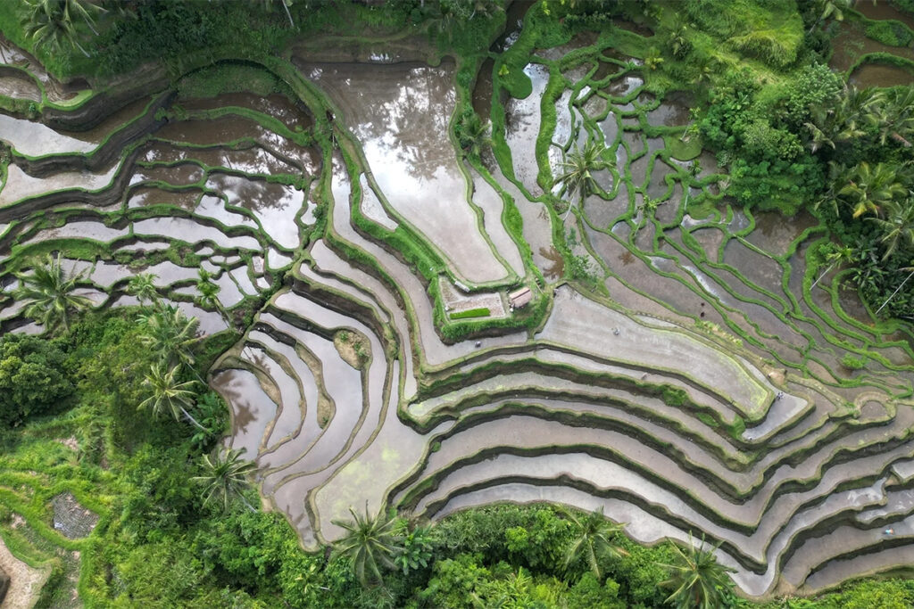 Mupu Rice Terrace