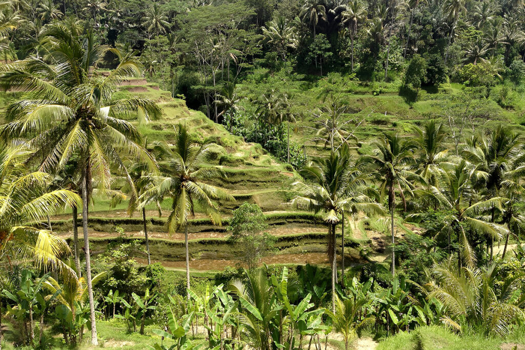 rice terrace near ubud: tegalalang