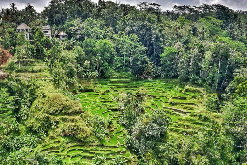 coffe plantation at ubud