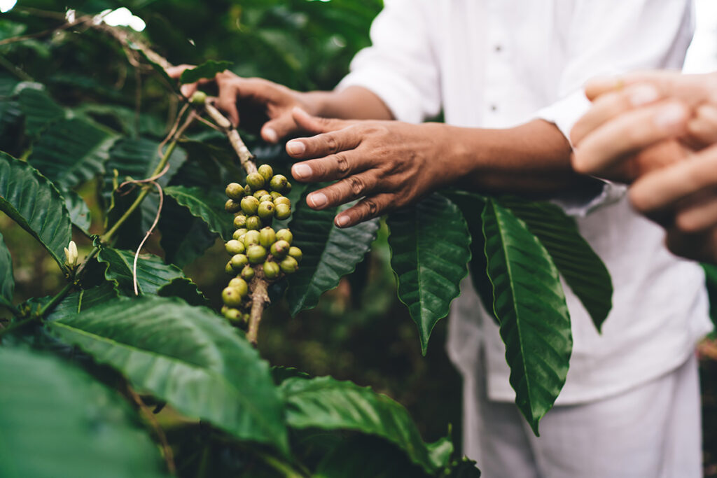 coffee beans