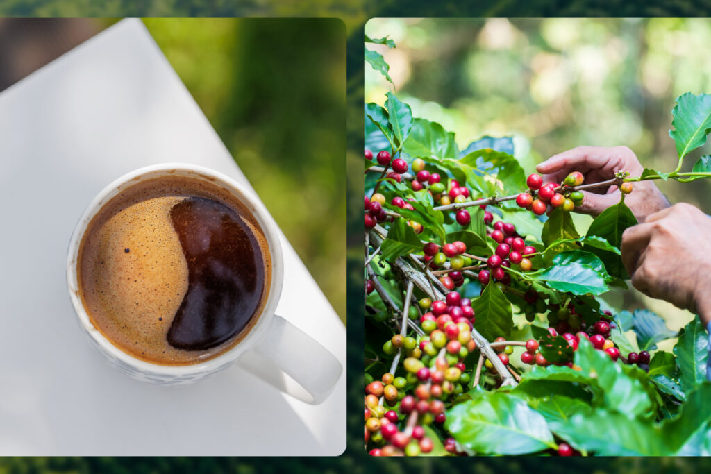 coffee plantations in ubud