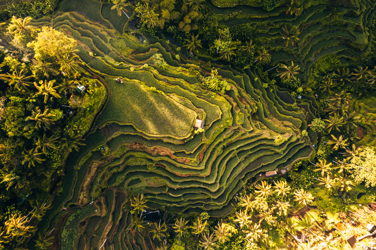 rice terrace near ubud