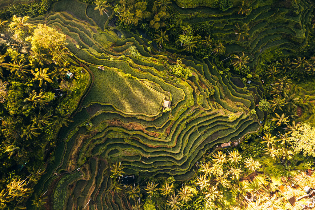 Rice Terraces