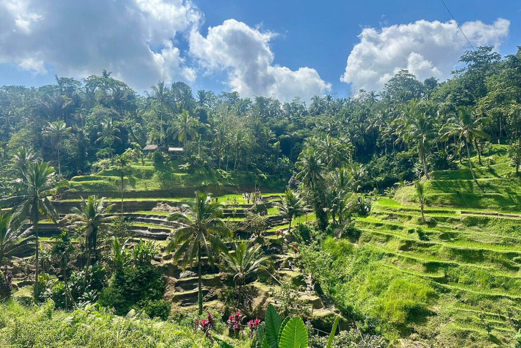 Sawah Tegallalang