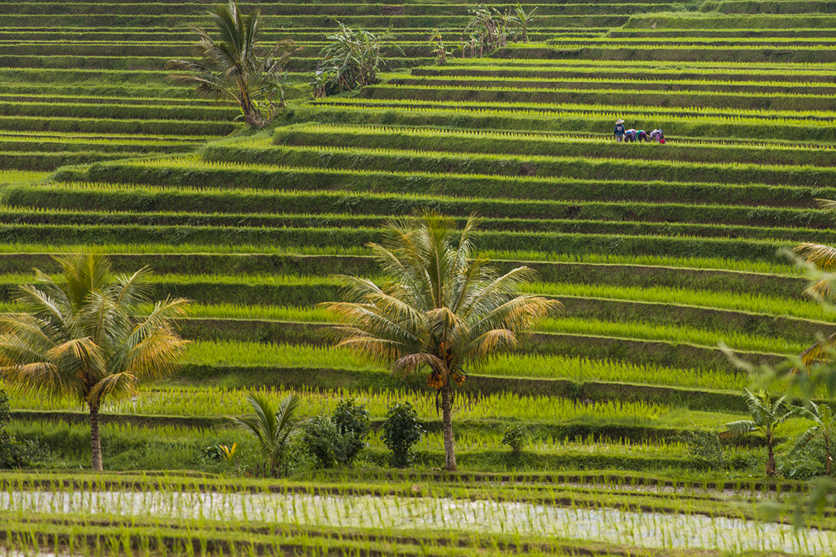 where to stay in ubud