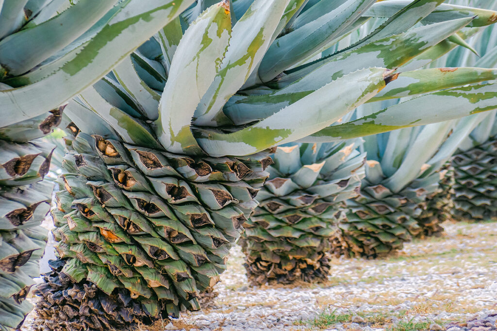 agave tree