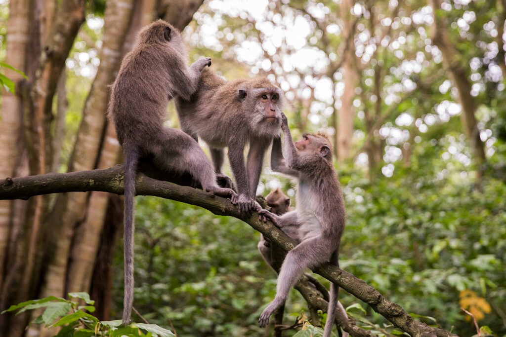 Things About Monkey Forest Ubud