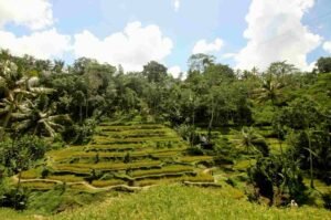 tegalalang rice terrace