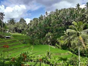 tegalalang rice terrace