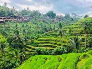 tegalalang rice terrace