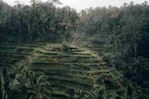 tegalalang rice terrace