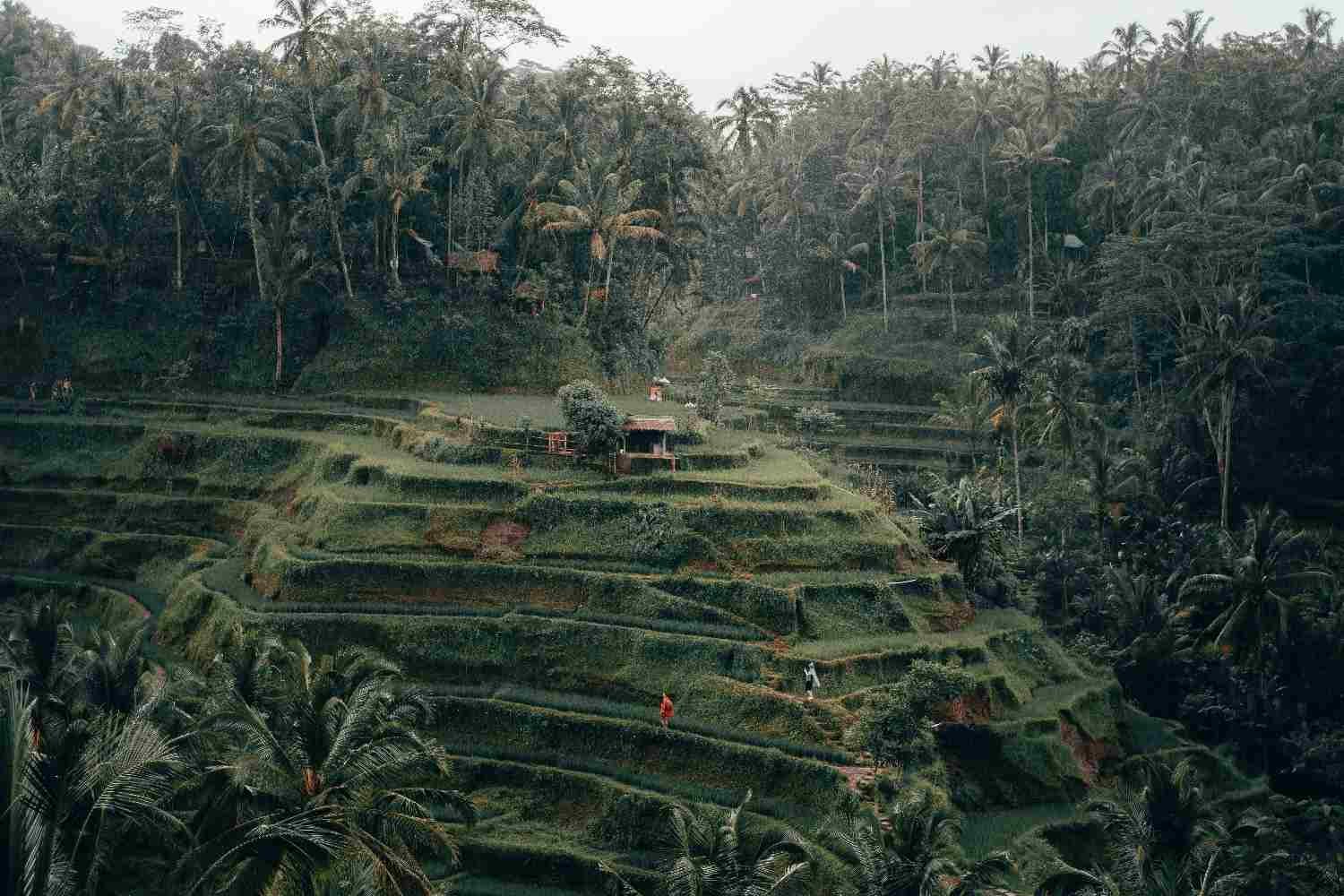 tegalalang rice terrace