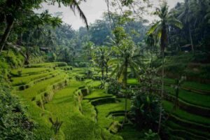 ubud or uluwatu