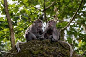 what to do in ubud